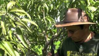 Pruning Vigorous Mango Trees [upl. by Eitak]