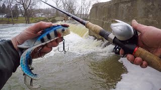 MUSKY FISHING FROM SHORE  Late Winter River Muskies [upl. by Anaynek]