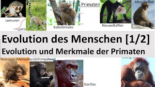 Evolution des Menschen 12  Evolution  Merkmale der Primaten Biologie Oberstufe [upl. by Sergu149]