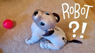 Our New Dog AIBO Pet Replacement Robot [upl. by Varhol650]