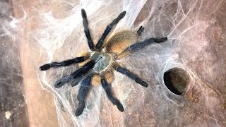 Monocentropus balfouri Husbandry [upl. by Ahseiyk511]