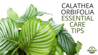 Calathea Orbifolia  Essential Care Tips You Need To Know [upl. by Elokkin]