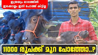 Buffalo Sale kottayam  Cherppunkal Murrah Farm  മുറ പോത്ത് 11000 രൂപ മുതൽ murrah [upl. by Eisteb]