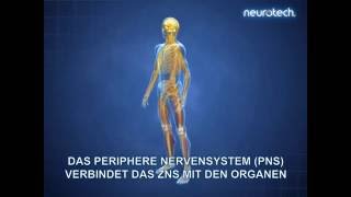 Grundlagen 1 Das Nervensystem ZNS PNS neurotech [upl. by Ahsyat792]