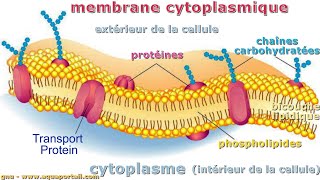 Structure de la membrane plasmique [upl. by Tyra]