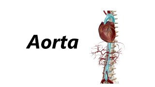 Anatomia das Artérias em 3D  Aorta [upl. by Dream204]