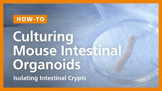 How to Culture Mouse Intestinal Organoids Isolating Intestinal Crypts and Establishing Organoids [upl. by Adnawak]