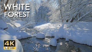 4K White Forest  Calming River Sounds  Snowy Woods  Relaxing Winter Nature Video  Ultra HD [upl. by Sydel]