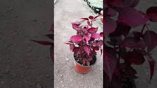 Planta Amaranto Iresine Rojo [upl. by Yrrem]