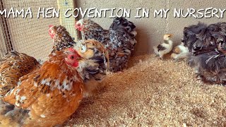 It’s a mama hens convention in my nursery  Cochin Bantam Vlog [upl. by Severson]