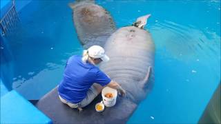 Manatee Feeding Time [upl. by Nalra]