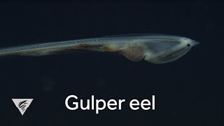 Weird and Wonderful Deepsea gulper eel [upl. by Ynetruoc]