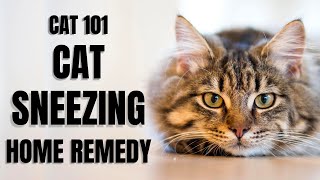 Cats 101  Cat Sneezing Home Remedy [upl. by Ullund]