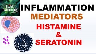 INFLAMMATION Part 4 Chemical Mediators HISTAMINE amp SEROTONIN [upl. by Cence]