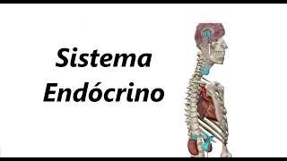 Sistema Endócrino em 3D [upl. by Sairu365]