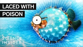 What’s Inside A Puffer Fish [upl. by Behlke523]