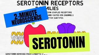 2Minute Neuroscience Serotonin [upl. by Assirt161]