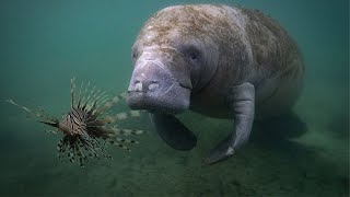 Manatee Eats Venomous Lion Fish [upl. by Notsyrb]