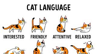 HOW TO UNDERSTAND YOUR CAT BETTER [upl. by Urson]