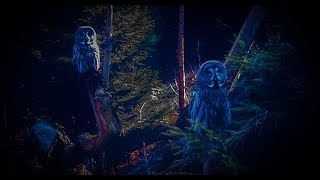 12 Hours Owl Forest Night Sound Sleep Relax [upl. by Merridie291]