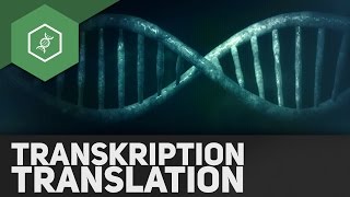 Transkription amp Translation – Genetik Abi Special veraltet [upl. by Theadora557]