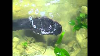 Electric Eels Zap Their Prey  Video [upl. by Sholley]