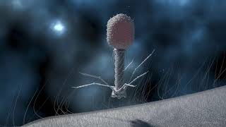 T4 Phage Replication [upl. by Lejna]