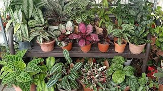 19 Types  Varieties Of Calathea  Prayer plant With Names And Comparison [upl. by Burtie]