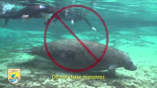 Crystal River Refuges quotManatee Mannersquot for Swimmers [upl. by Inaffets895]