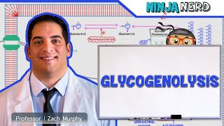 Metabolism  Glycogenolysis [upl. by Hax947]