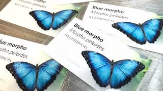 The Brilliant Blue Morpho  California Academy of Sciences [upl. by Croydon]