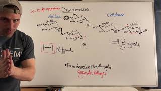 Forming Disaccharides via Glycosidic Linkages [upl. by Marchese]