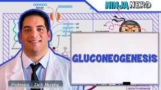 Metabolism  Gluconeogenesis [upl. by Lauree]