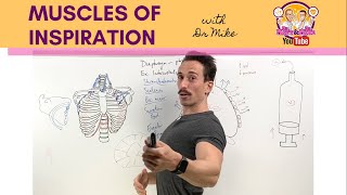 Muscles of Breathing  InspirationInhalation [upl. by Hurst]