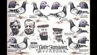 Racing Pigeon History  The Janssen Brothers [upl. by Clover795]