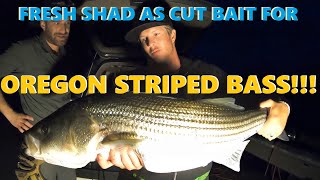 Oregon Coast Fishing  Striped Bass and Shad  TheBite 2020 [upl. by Ydurt]