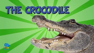 The Crocodile  Educational Video for Kids [upl. by Anilas558]