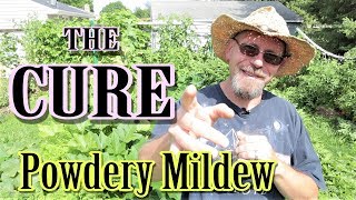 The BEST Way to Stop Powdery Mildew [upl. by Jalbert]