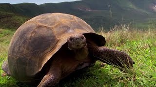 Charles Darwins Galapagos Discovery  Attenborough90  BBC Earth [upl. by Jone]