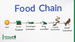 Grade 4 Science How Do Food Chains Work [upl. by Cullen888]