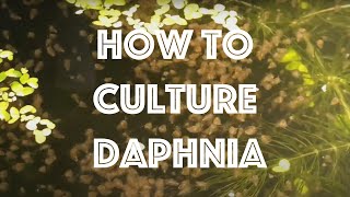 How To Culture Daphnia Magna [upl. by Patt]