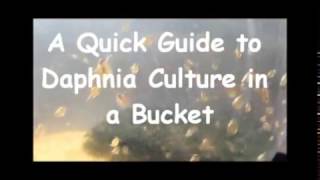 How to culture daphnia outside [upl. by Anhavas]