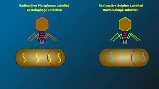 Hershey and Chase Experiment [upl. by Levey]