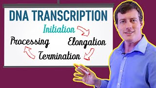 DNA Transcription Made EASY  Part 1 Initiation 🐣 [upl. by Areek]