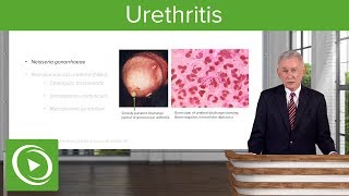 Urethritis Definition amp Pathology – Infectious Diseases  Lecturio [upl. by Ahtera]