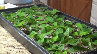 Propagating Poinsettias for the Holidays [upl. by Linad]