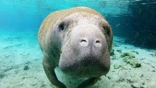 Crystal Manatees  Florida Manatee Wildlife [upl. by Aurelie51]