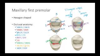 Dental Anatomy Premolars [upl. by Idden]