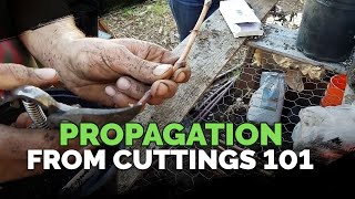 Propagating From Cuttings 101 [upl. by Og466]