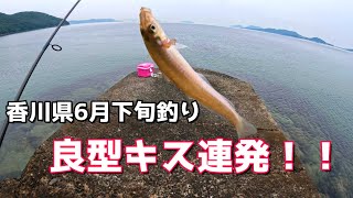 香川県釣り6月下旬 良型キス連発！！ [upl. by Ainala]